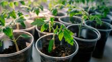 How to grow seedlings in April: tips from experts